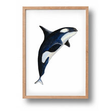 Lade das Bild in den Galerie-Viewer, Tierposter mit Orca