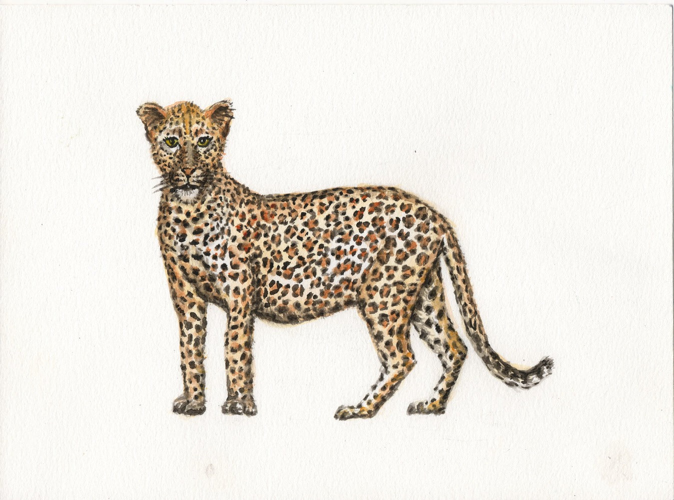 Origineel aquarel schilderij luipaard