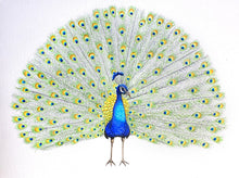 Lade das Bild in den Galerie-Viewer, Original-Aquarell Pfau