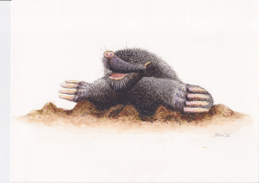 Original watercolour monkey