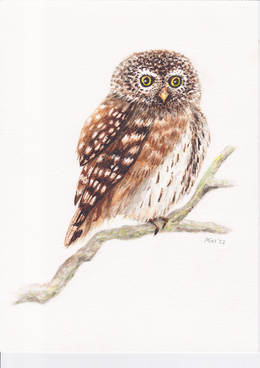 Origineel aquarel schilderij uil