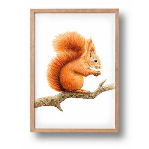 Poster eekhoorntje - Art print