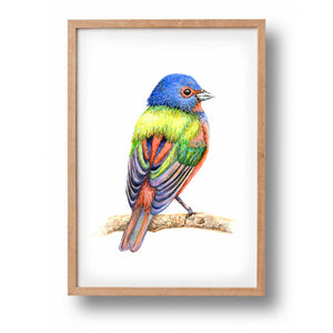 Poster gekleurd vogeltje - Art print