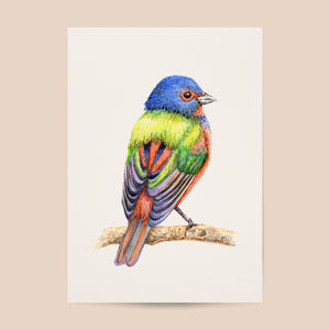 Poster gekleurd vogeltje - Art print