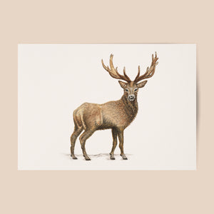 Poster Deer
