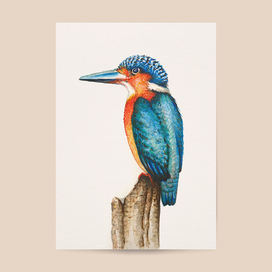 Poster ijsvogel - Art print