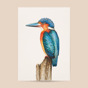Poster ijsvogel - Art print