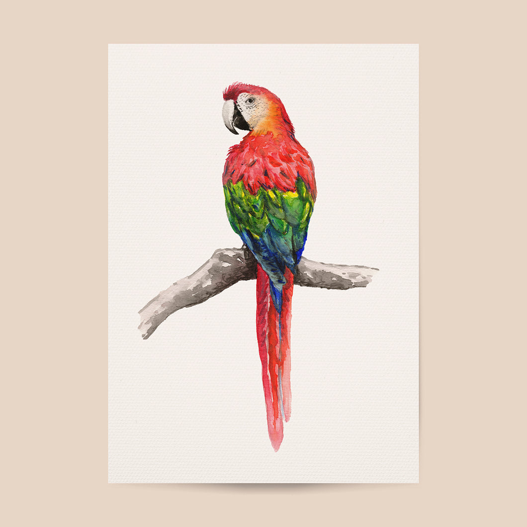 Poster papegaai - Art print