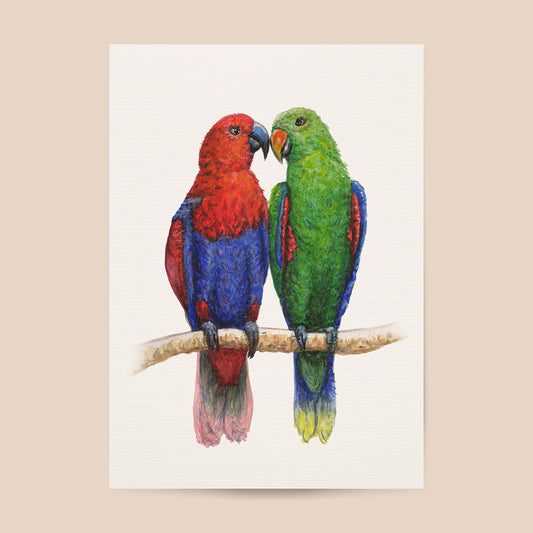 Poster 2 parrots