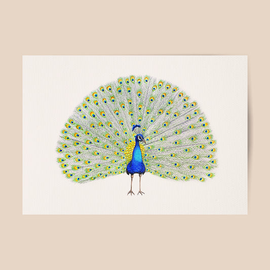 Poster pauw - Art print