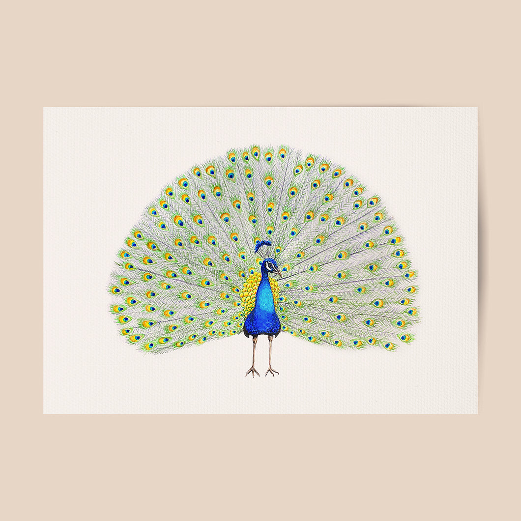Poster Pfau