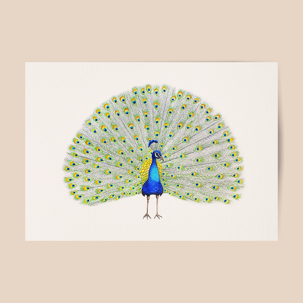 poster peacock