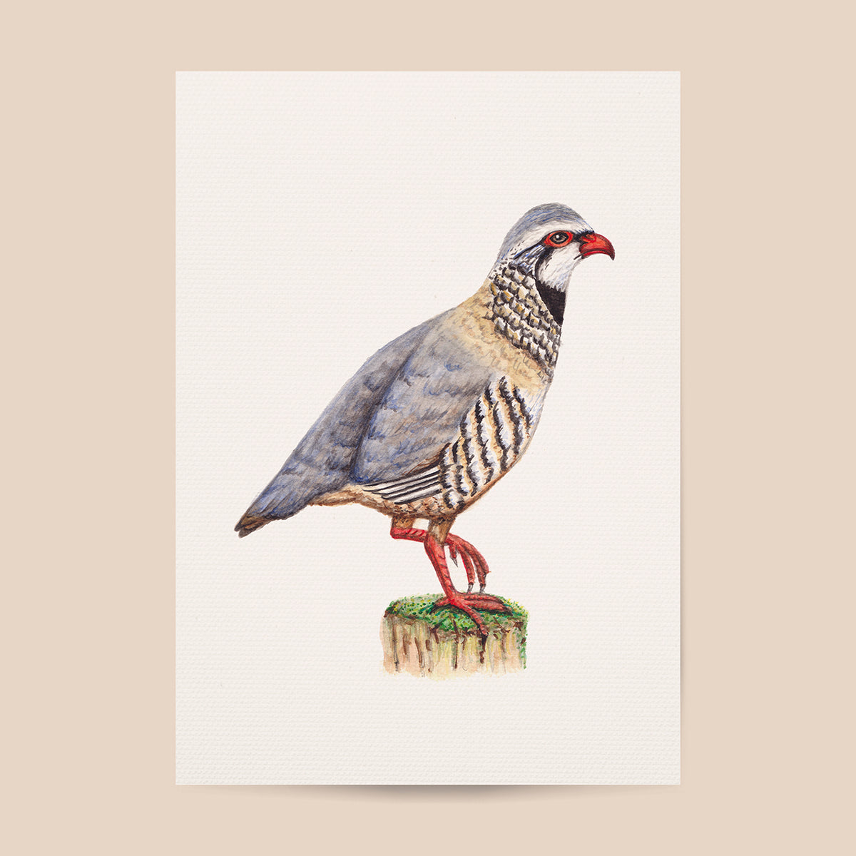 Poster rode patrijs - Art print