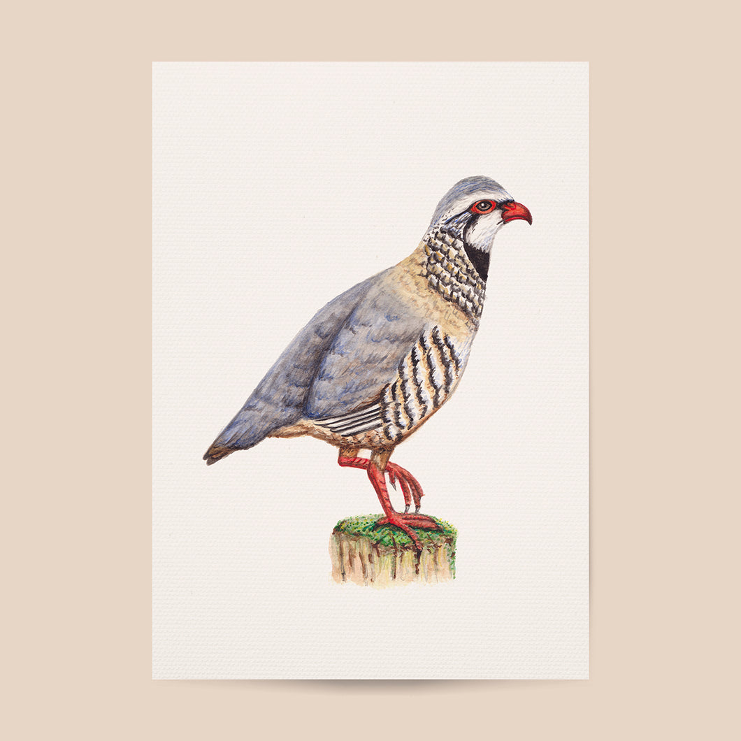 Poster red partridge