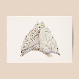 Poster snowy owls 