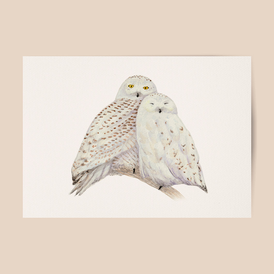 Poster snowy owls 