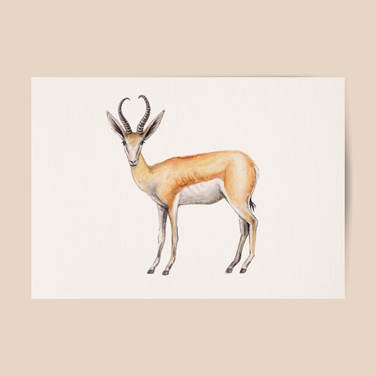 Poster springbok
