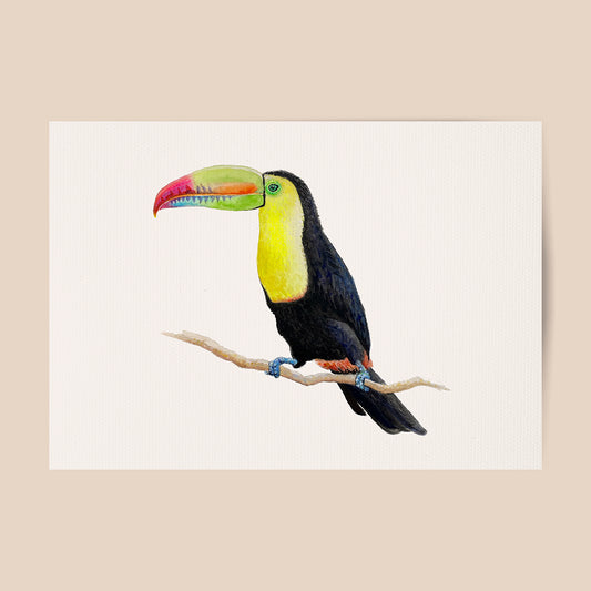 Poster toekan - Art print