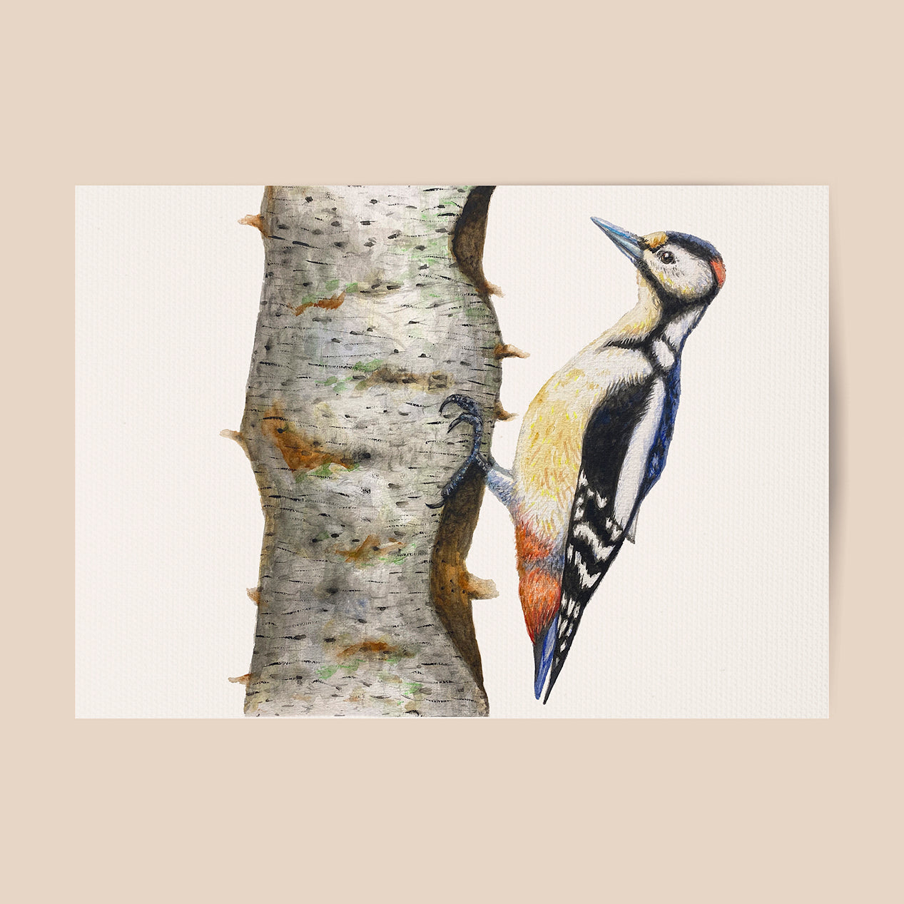 Poster specht - Art print