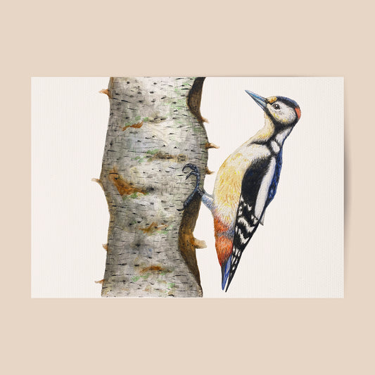 Poster specht - Art print
