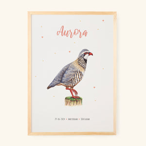 Poster red partridge