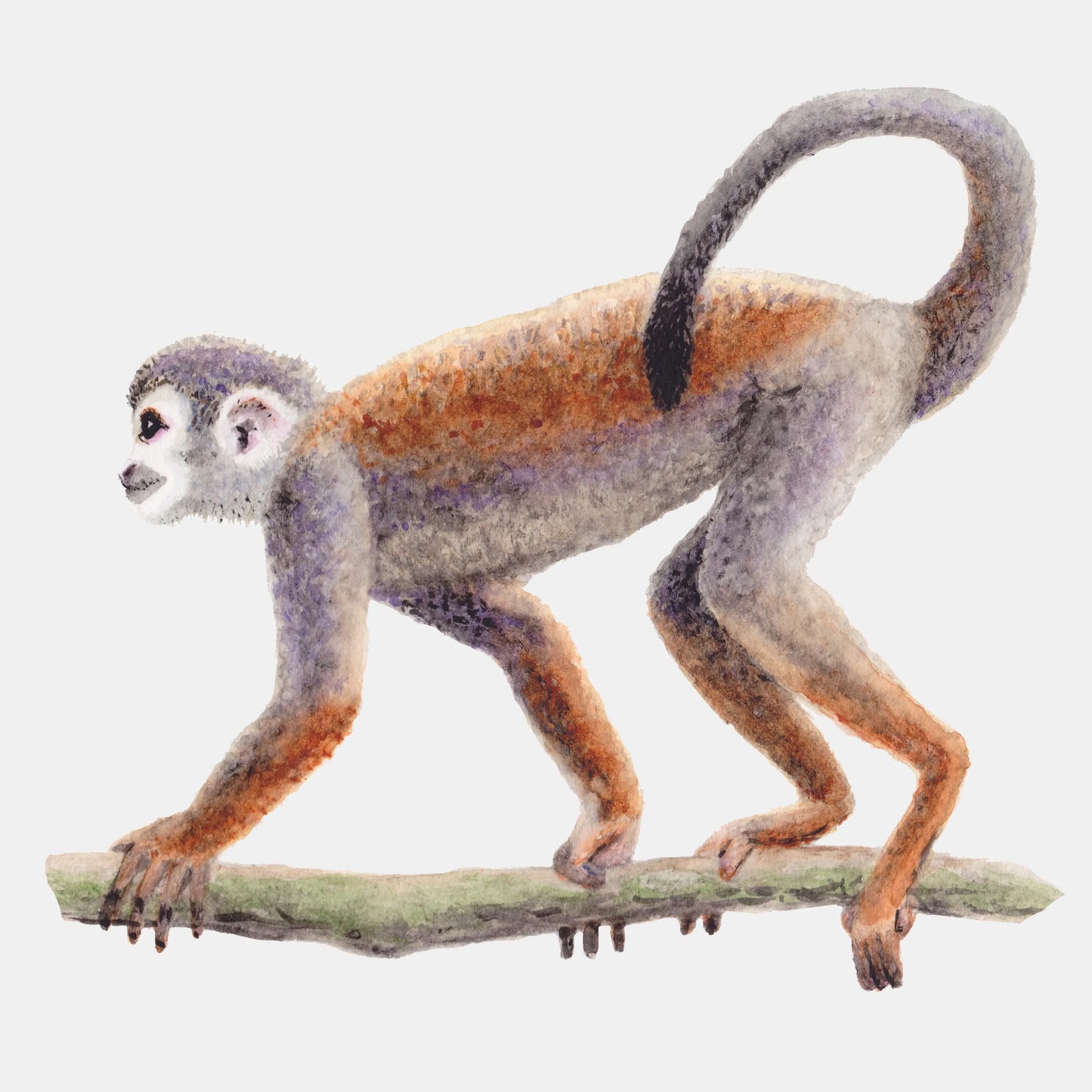 Muursticker aapje - 65x55 cm