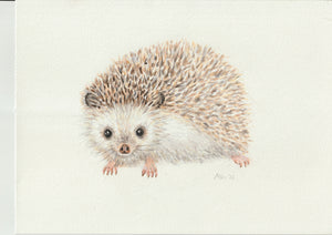 Origineel aquarel schilderij egel