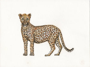 Originele aquarel schilderij luipaard