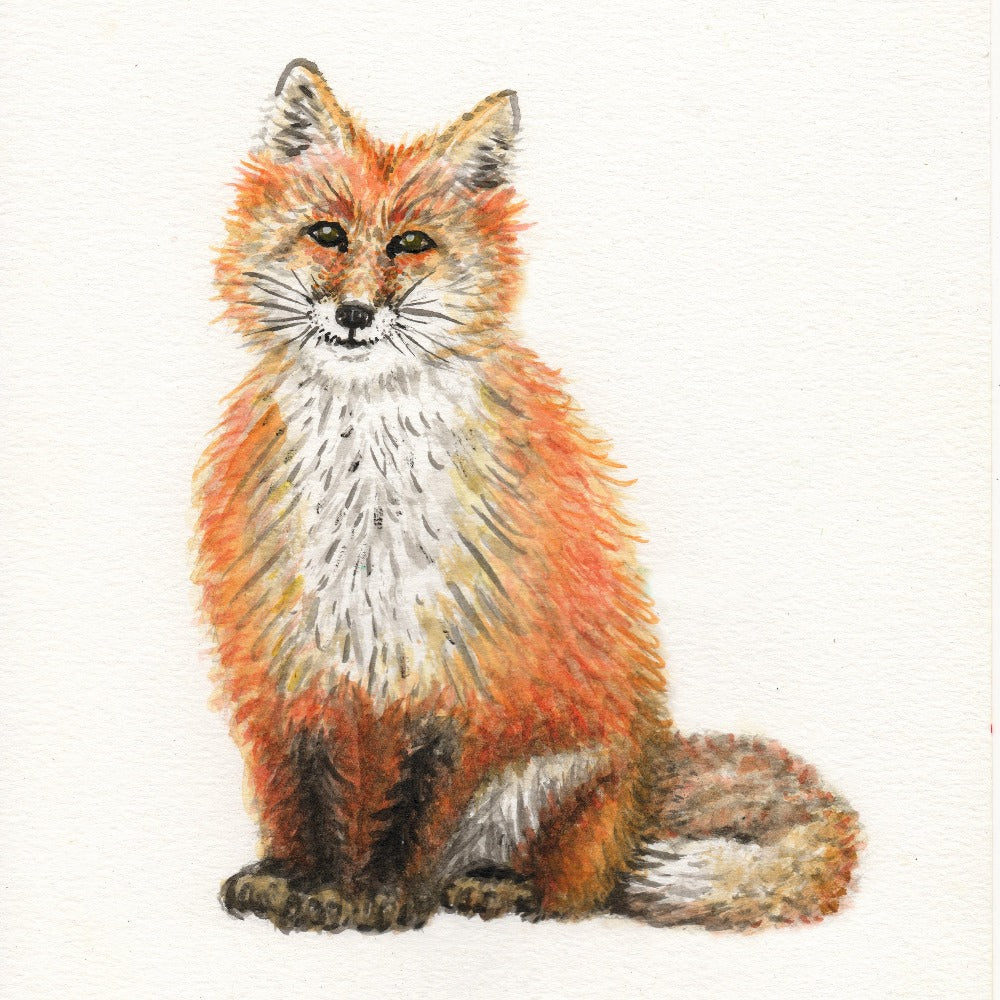 Original-Aquarell-Fuchs