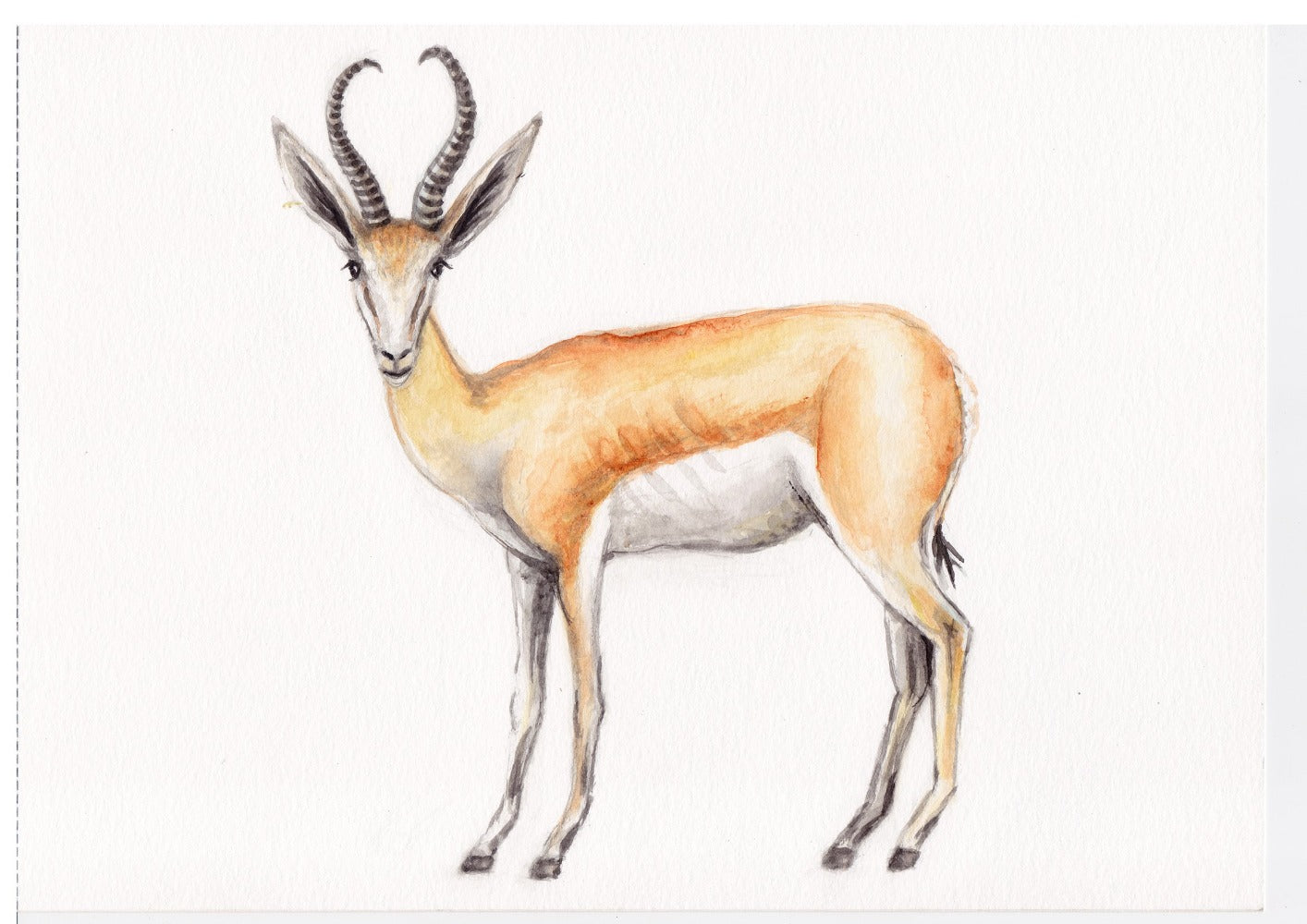 Origineel aquarel schilderij springbok