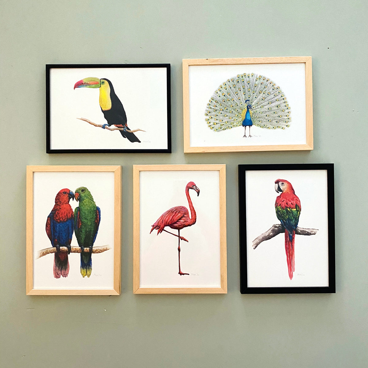 5 Poster tropische Vögel