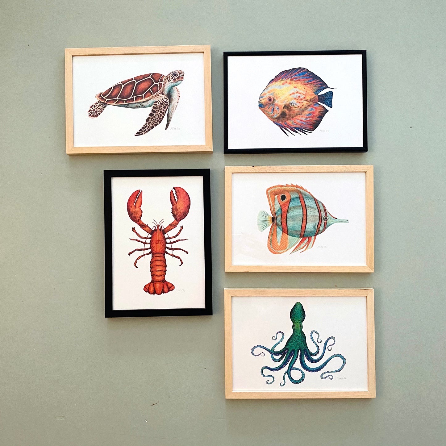 5 posters zeedieren
