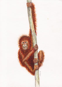 Originele aquarel schilderij aap