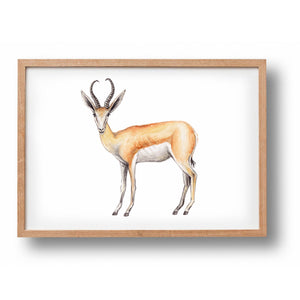 Poster springbok