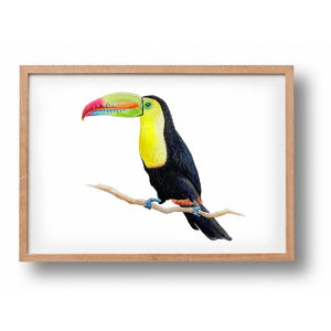 Poster toekan - Art print