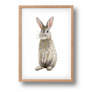 Poster rabbit