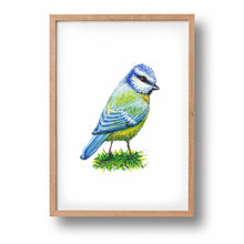 Load image into Gallery viewer, Poster blue tit
