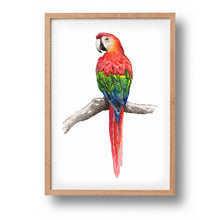 Afbeelding in Gallery-weergave laden, Poster papegaai - Art print
