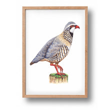 Load image into Gallery viewer, Poster red partridge
