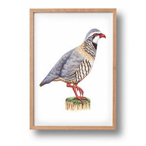 5 Poster Holländische Vögel