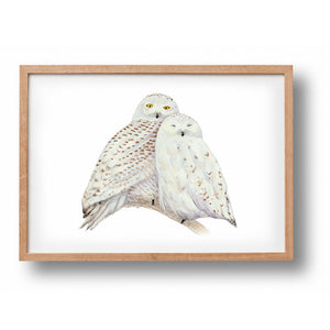 Poster snowy owls 