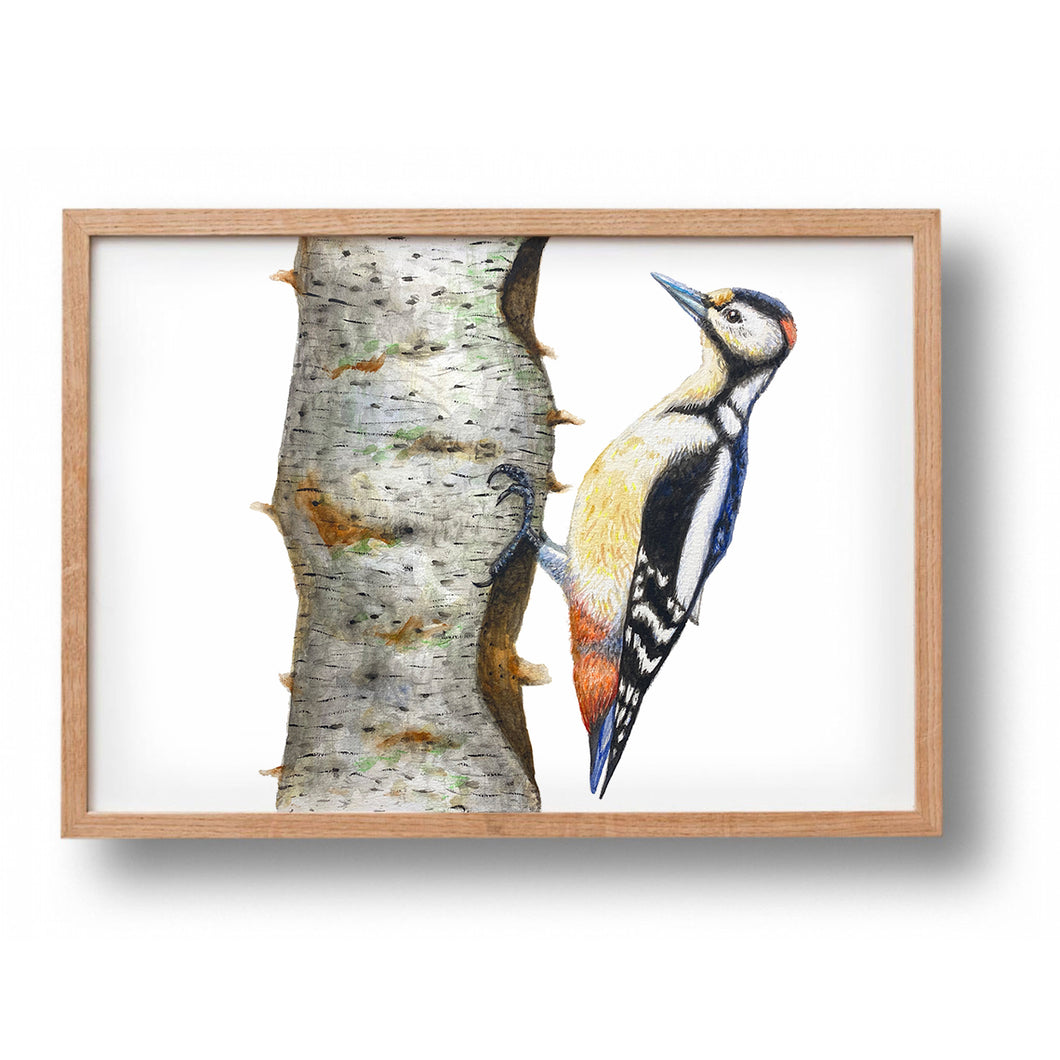 Poster woodpecker 