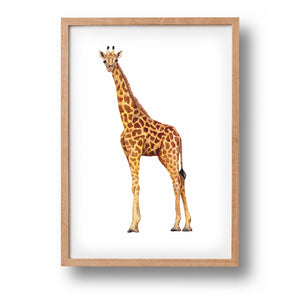 Poster giraffe - Art print
