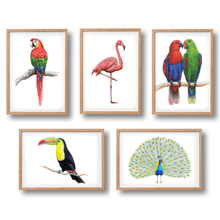 Load image into Gallery viewer, 5 posters tropical birds
