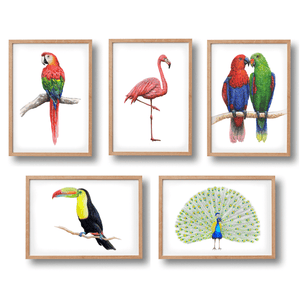 5 posters tropische vogels