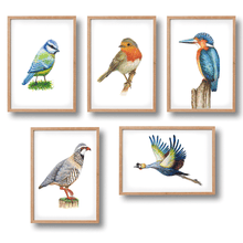 Load image into Gallery viewer, 5 posters Dutch birds
