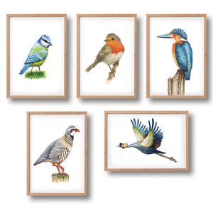 5 posters Dutch birds