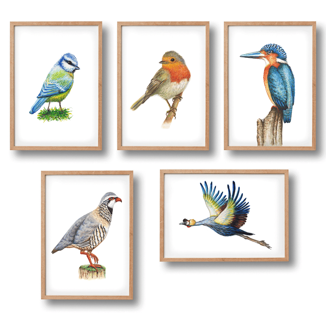 5 Poster Holländische Vögel