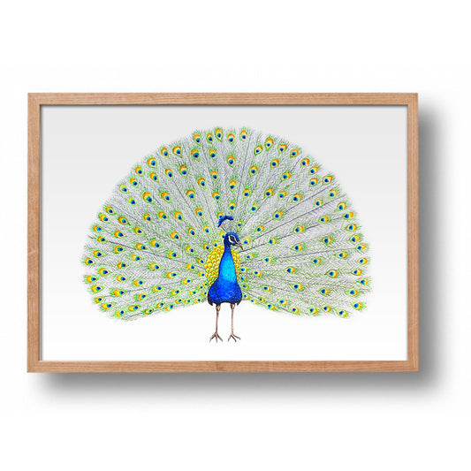 Original watercolor painting peacock