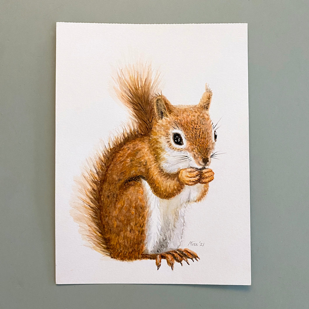 Origineel aquarel schilderij eekhoorntje